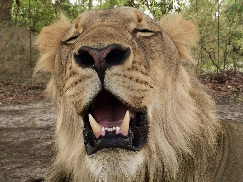 Lion at Fathala Wildlife Reserve.